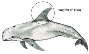 Nageoire dorsale de Dauphin de Risso