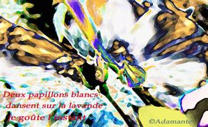 papillon copie-copie-1