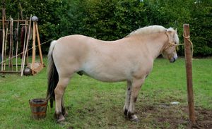 Yville fête médiévale 2010 cheval