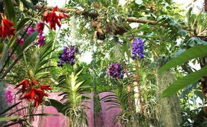 Exposition-1001-orchidees-au-jardin-des-plantes.jpg