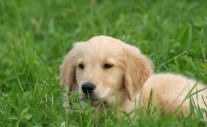 Chien.jpg