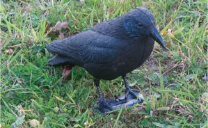 corbeau.jpg
