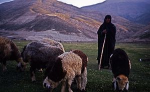 iran Zagros Femme Moutons