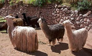 suri_alpaca.jpg