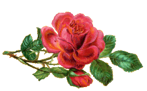 Rose-rouge.gif