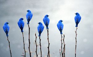 r2-animal-nature-blue-blue-bird-light-aef280a098925da362631.jpg