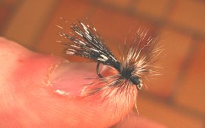 sedge3.JPG