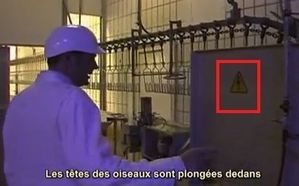 a07 electronarcose-poulet