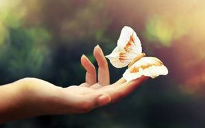 main-ouverte-papillon-1-490x306