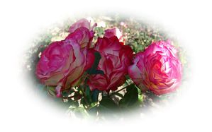 roses-rouges.jpg