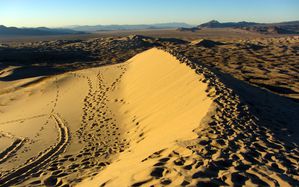 2013-01-19-Mojave-Preserve 7119