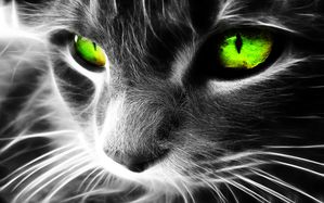 chat yeux verts
