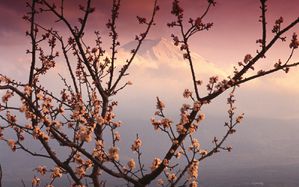Mount-Fuji-Plum-Blossoms