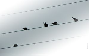 oiseaux-sur-fil-1.jpg