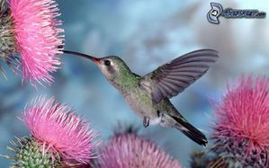 colibri,-chardon-178688