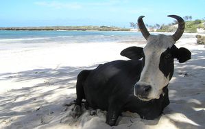 vache-plage