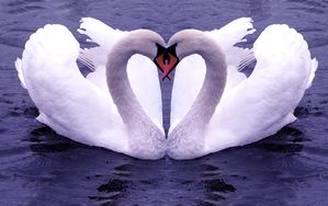 swan_couple.jpg