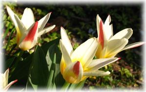 tulipes bota 2 1-copie-1