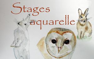 Stages aquarelle catégorie