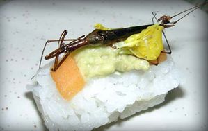 sushis insectes3