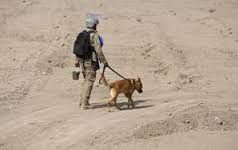 afgganistan-sasha-il-cane-soldato-che-ha-salvato-molte-vite.jpg