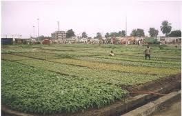 cultures-maraicheres-kinshasa.jpg
