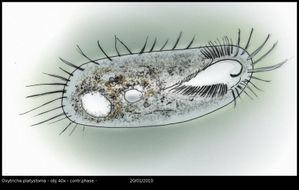 cilie4-oxytricha.jpg