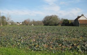 013 r Un champ de navets