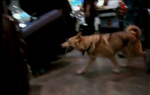terror-fighting-dogs-best