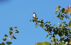 Chardonneret mâle sur prunier2