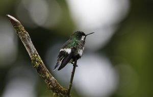 Green-Thorntail femelle