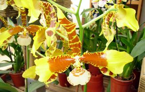 orchidees-001.jpg