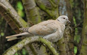 800px-Streptopelia_decaocto_zoom.jpg