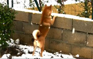 shiba-neige-yoshi-jeu-voisin