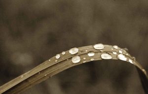 feuille-et-goutte-d-eau.jpg