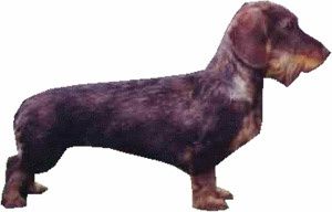 teckel-de-chasse-au-lapin 1