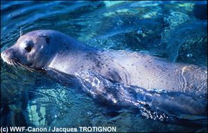 phoque moine