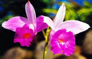 orchidee-copie-1.jpg