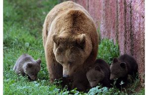 Ourse et petits - Family-of-bears - www.telegraph.co.uk