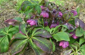 Hellebore.JPG