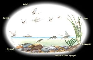 Mayflies