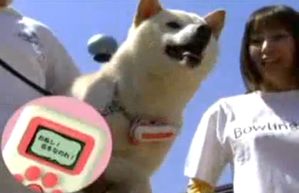 bowlingual-shiba-blanc