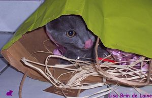 Patchouli dans le sac