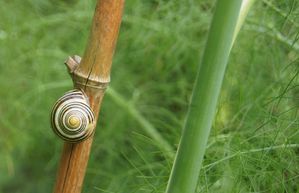 escargot
