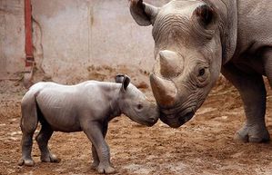 baby-rhino_1408706i.jpg