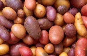 80333996pomme-de-terre-jpg.jpg