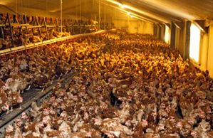article_poulets.jpg