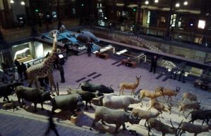 Animaux 2013
