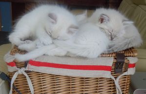 Y ET F CHATONS SEMAINE 7 061 GROSSE FATIGUE A 4 +++