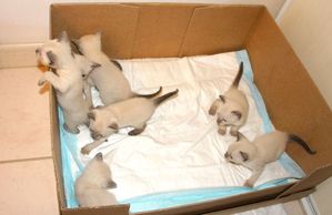 Rencontre animaux pour saillie